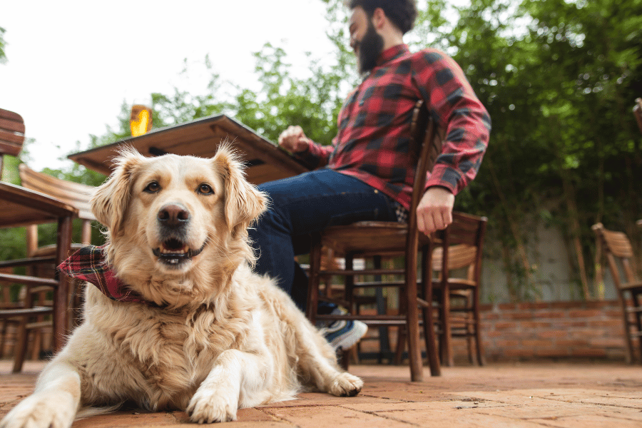 Exploring Raleigh's dog-friendly spots near Brier Creek.