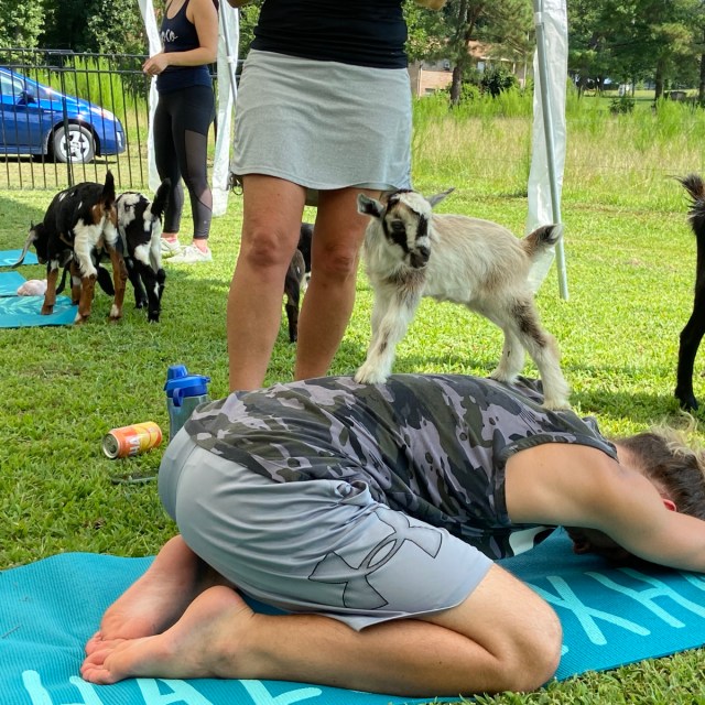 Following a refreshing yoga session, engage with the charming residents of The Homestead during the farm tour.